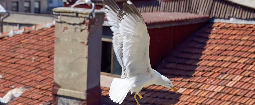 Residential Chimney Animal Removal Solution in Kirksville, MO